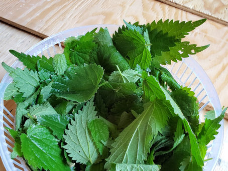 All you need to know about nettles