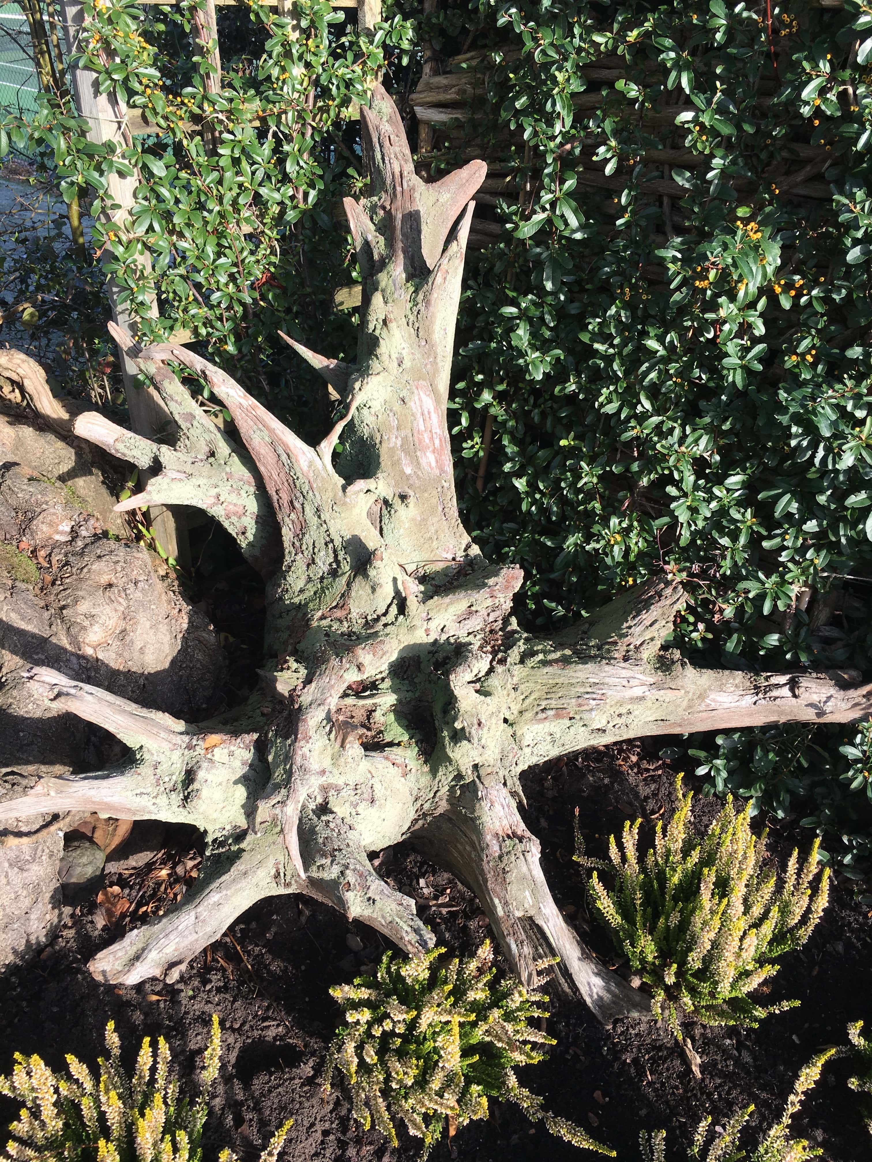 Oak Star Root