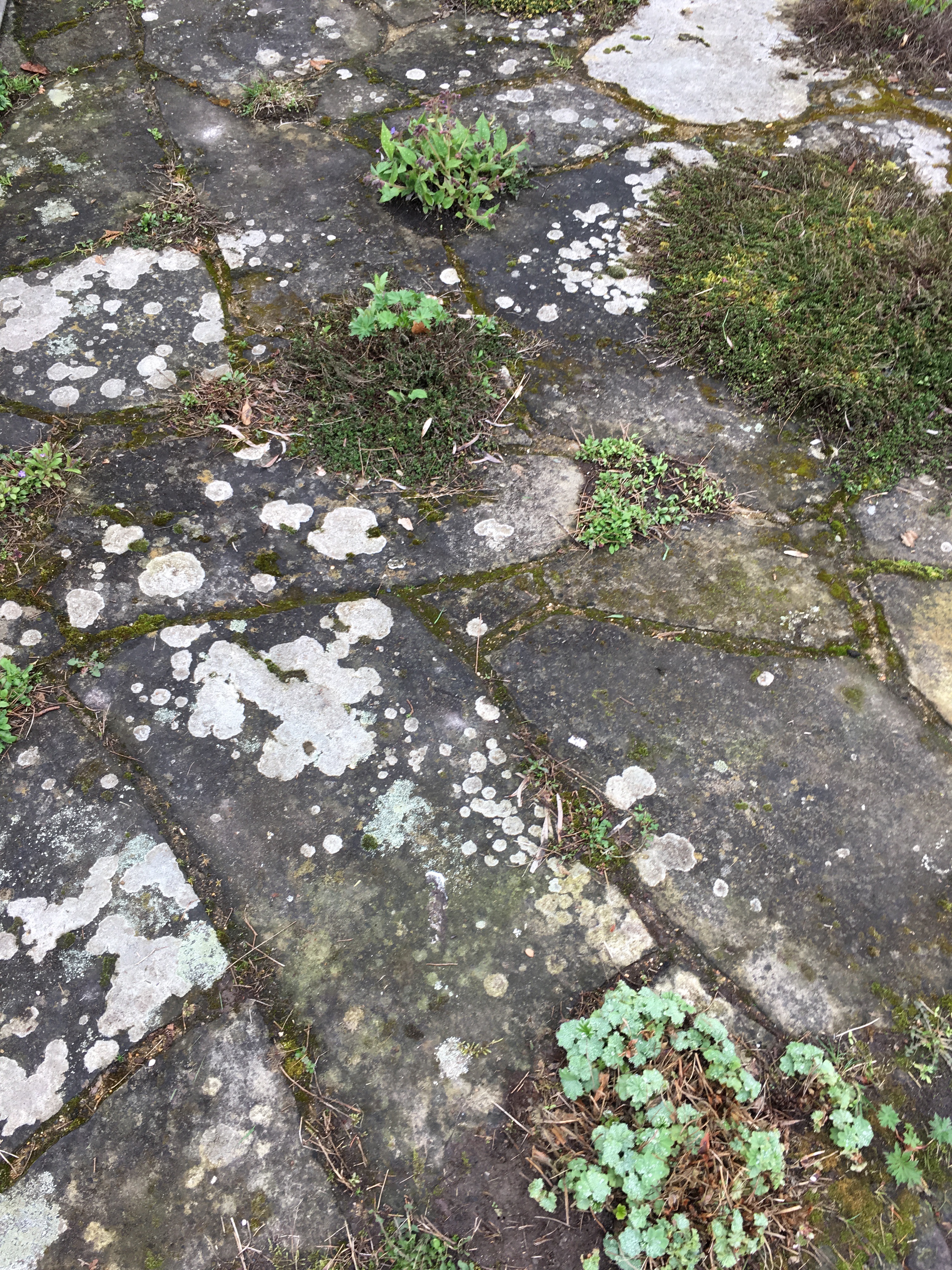 weathered crazy paving