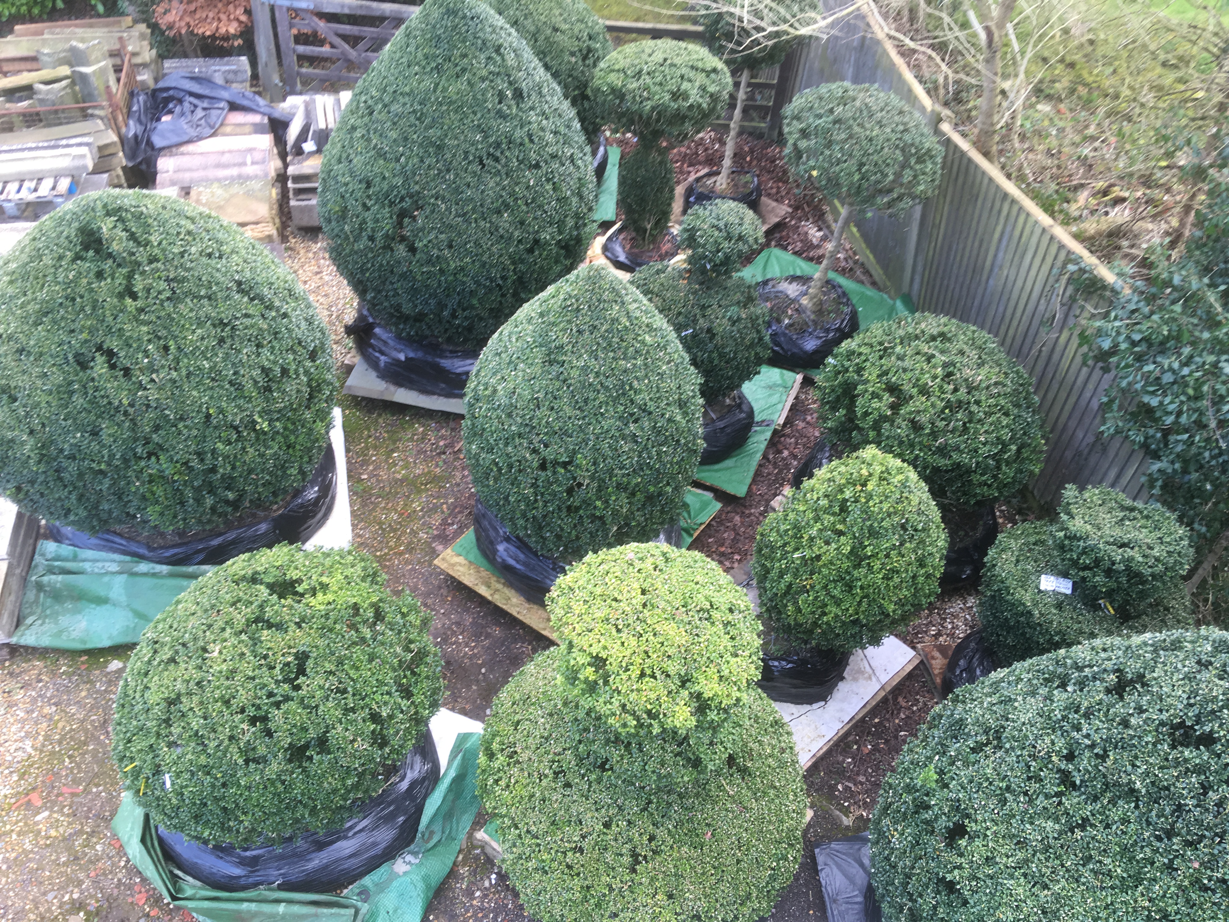 Giant English Buxus