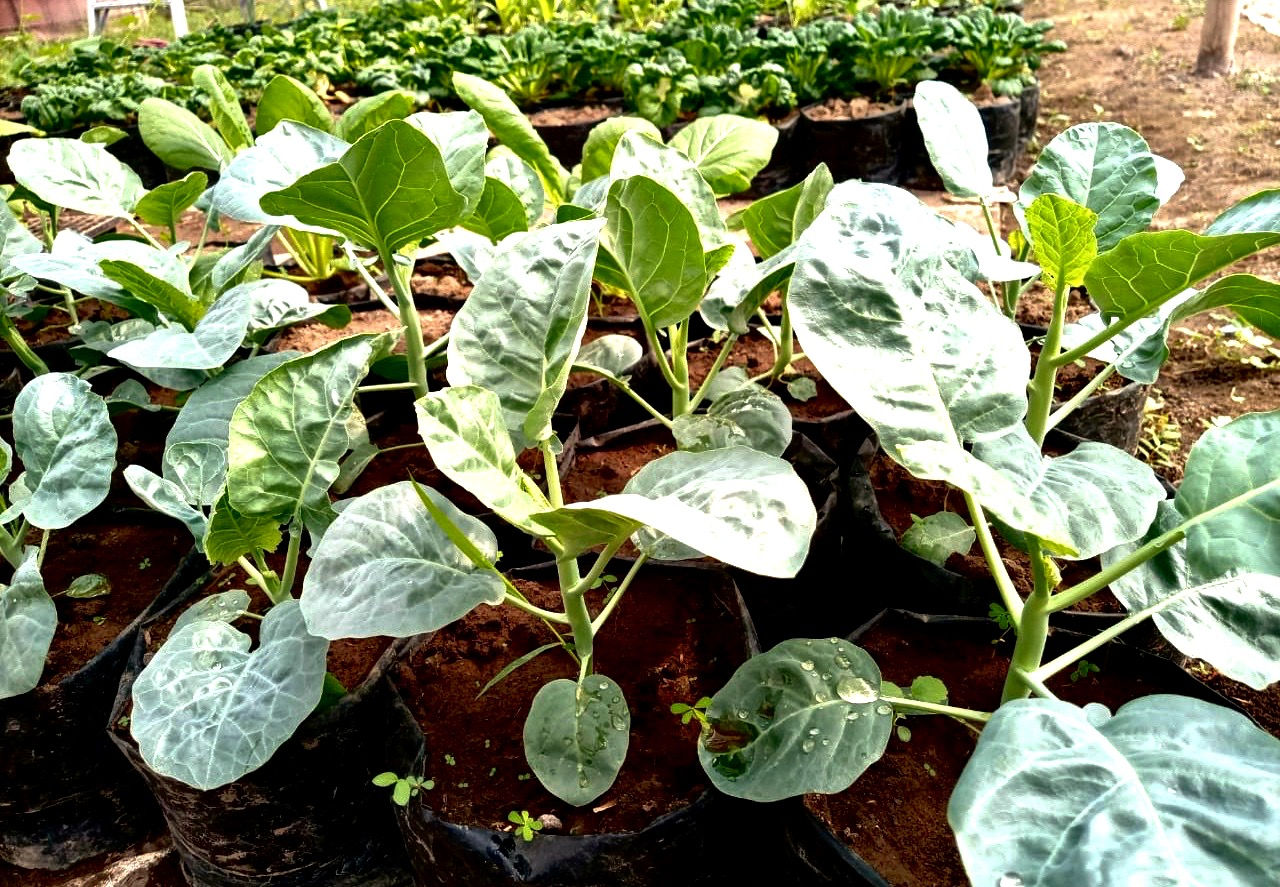 Baby kailan/Kale China