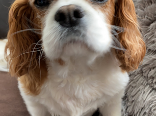 Insight from SHEVEGA - Cavalier King Charles Spaniels