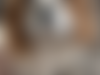 Insight from SHEVEGA - Cavalier King Charles Spaniels