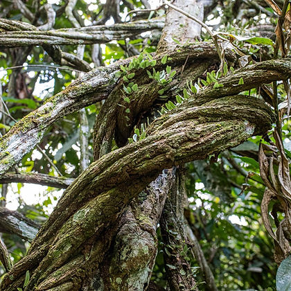 jungle Vine .jpeg