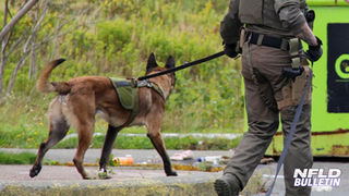 RNC K9 TRACKS SUSPECT AFTER ROBBERY, BREAK-INS & CRASH