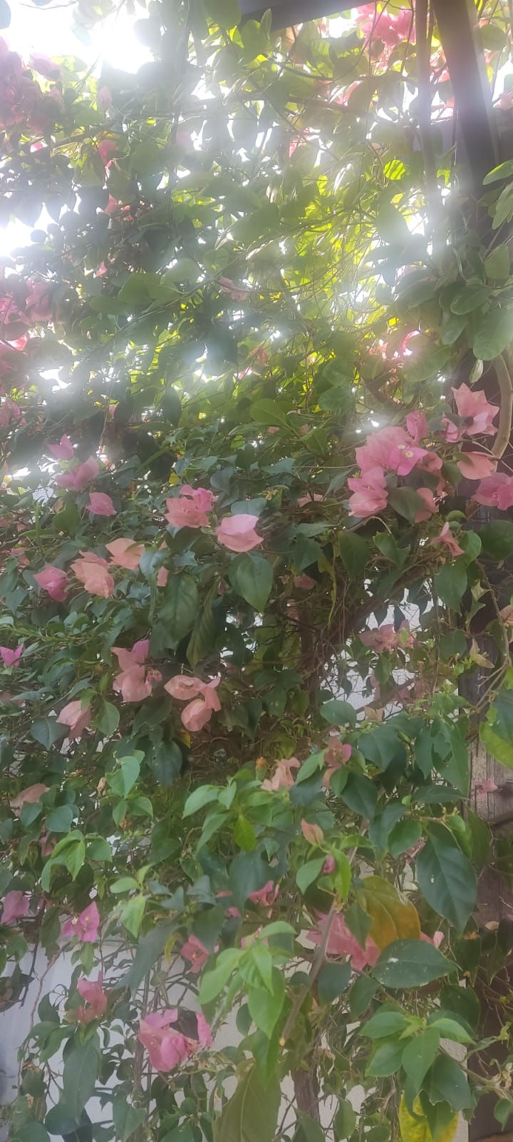 Bougainvillea após 3 anos de crescimento.