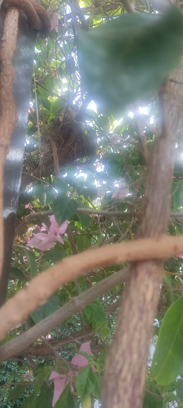Bougainvillea com ninho.