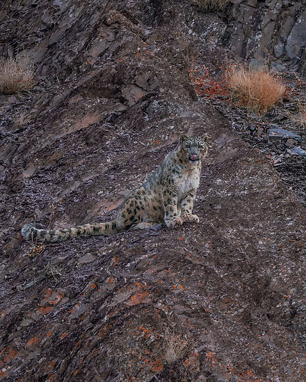 leopard0U5A4626.JPG