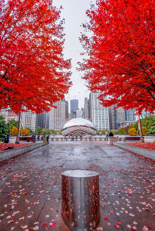 chicago-cloud-gate-maple-leaves-1823729.