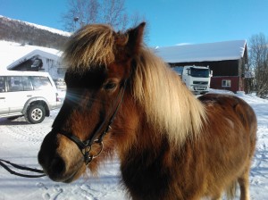 Hest i solskinn