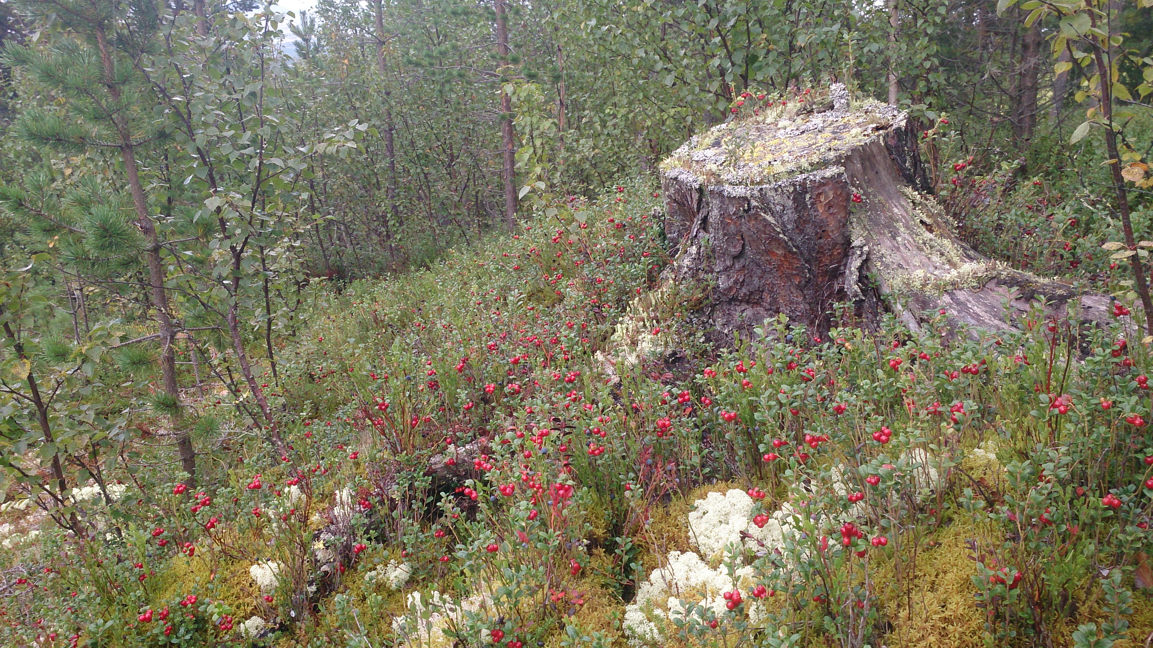 tyttebær