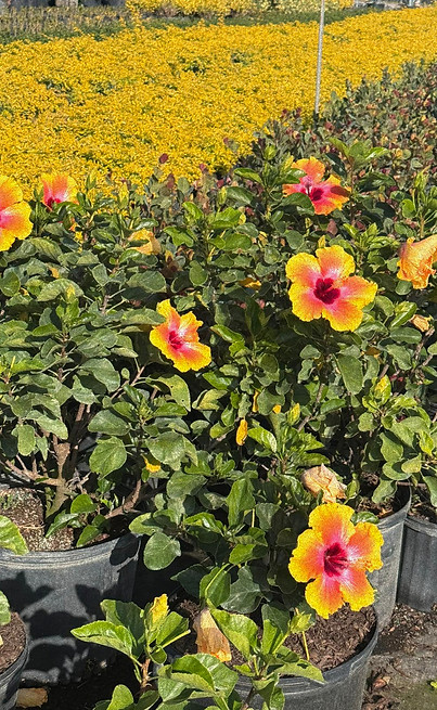 WhatsApp Image 2025-01-30 at 15.51_edite