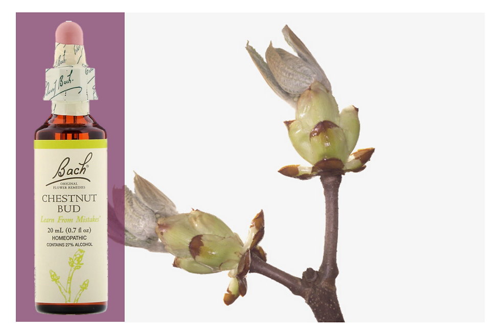 CHESNUT BUD
