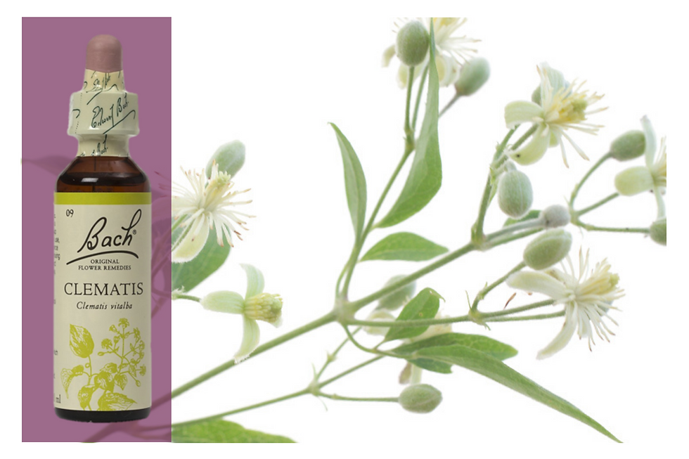 CLEMATIS