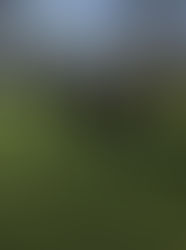 St. Patrick's Sunday