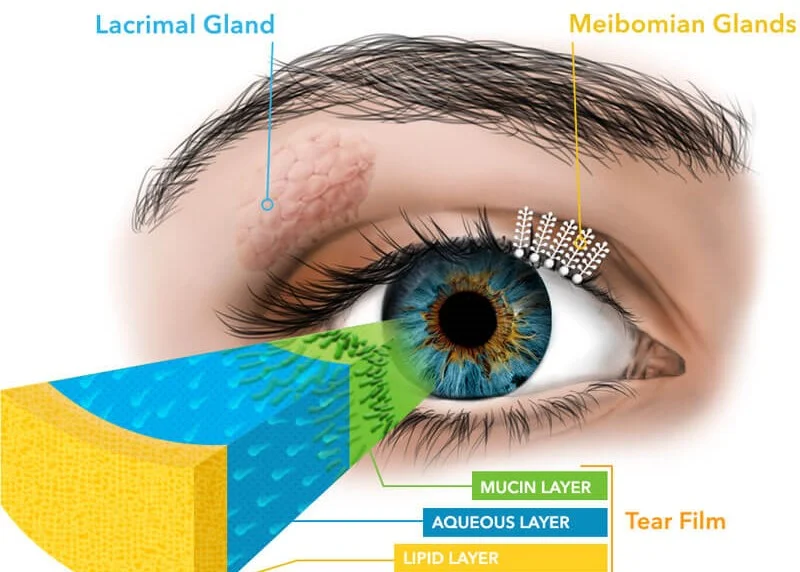 Dry Eye Disease And Treatment Poplarville Eye Clinic Poplarville