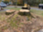 KT-Tree-Services_Tree-Removal-20.jpeg