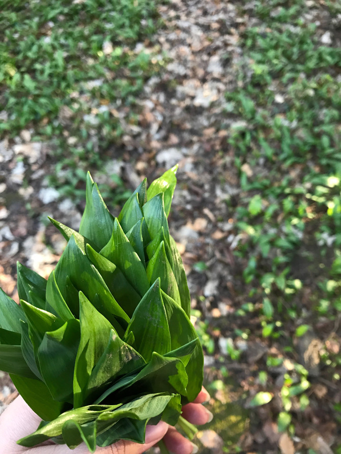 Wild Garlic Appreciation Post
