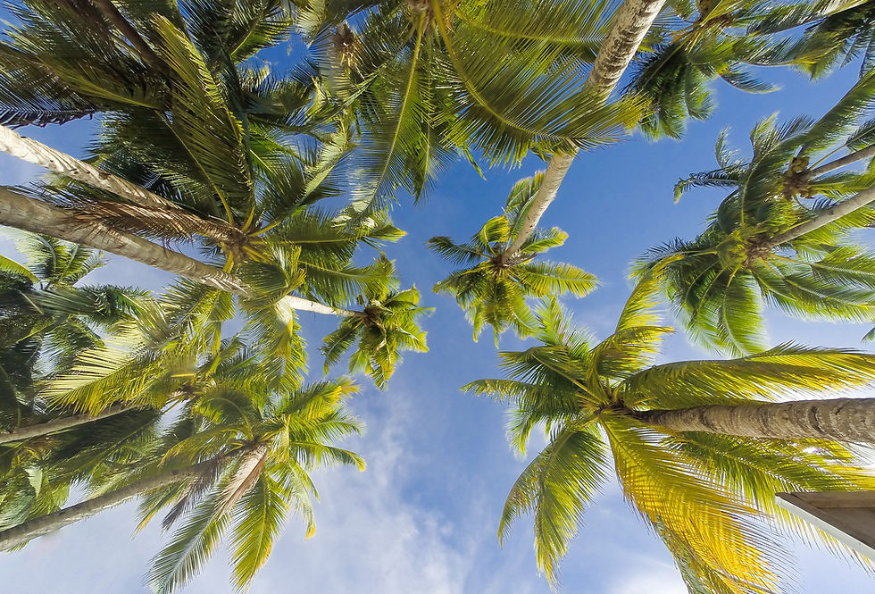trees-5033072_1920.jpg