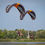 Thumbnail: paramotor wing
