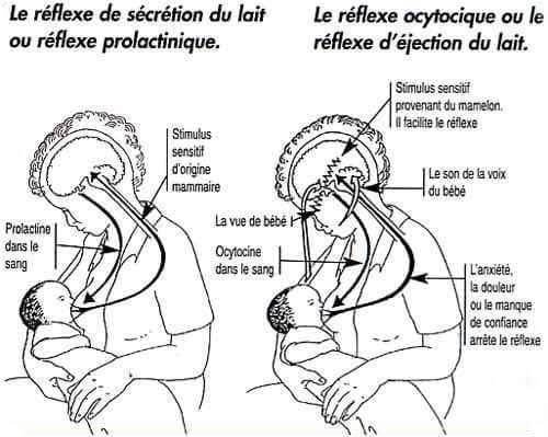 Les Mouvements De La Bouche De Bebe Qui Tete