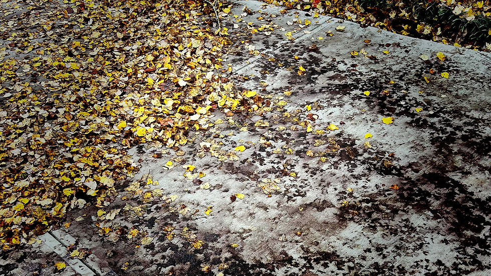 Concrete driveway covered with scattered yellow and brown autumn leaves, showing stains on the concrete beneath it.