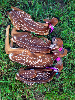 Quad's