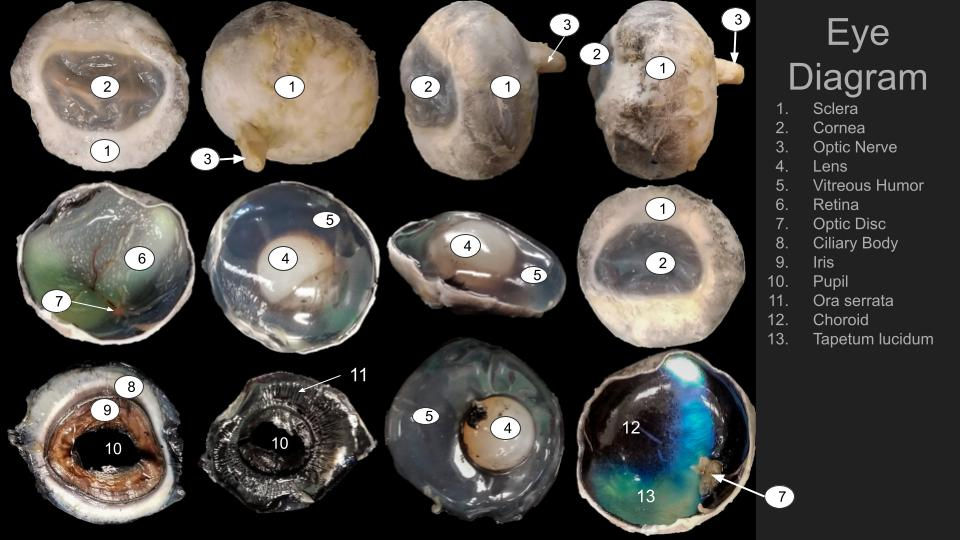 eye dissection labeled pictures