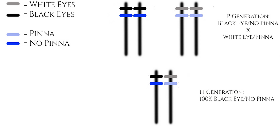 Chromosomes for a dihybrid P generation cross and resulting F1 generation