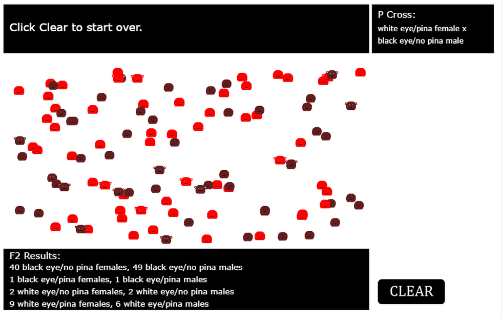 P generation selection of one recessive parent and one dominant parent. Results from F1 cross.