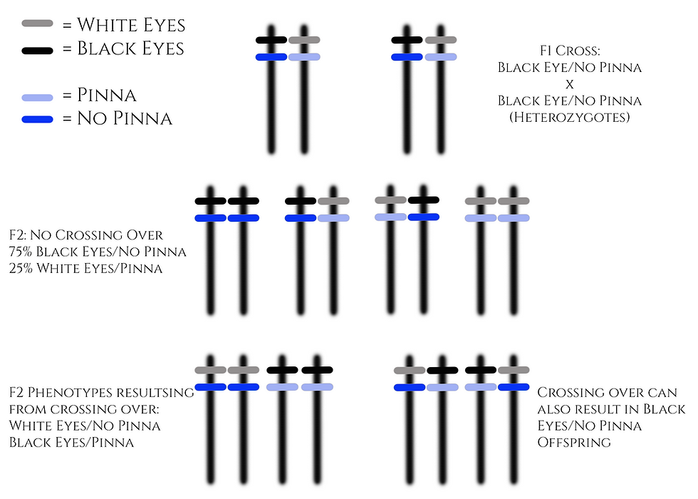 Diagram of possible chromosome combinations of F1 cross