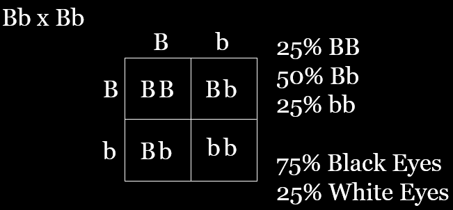 Punnett square to visualize F2 generation expected results for a heredity lab
