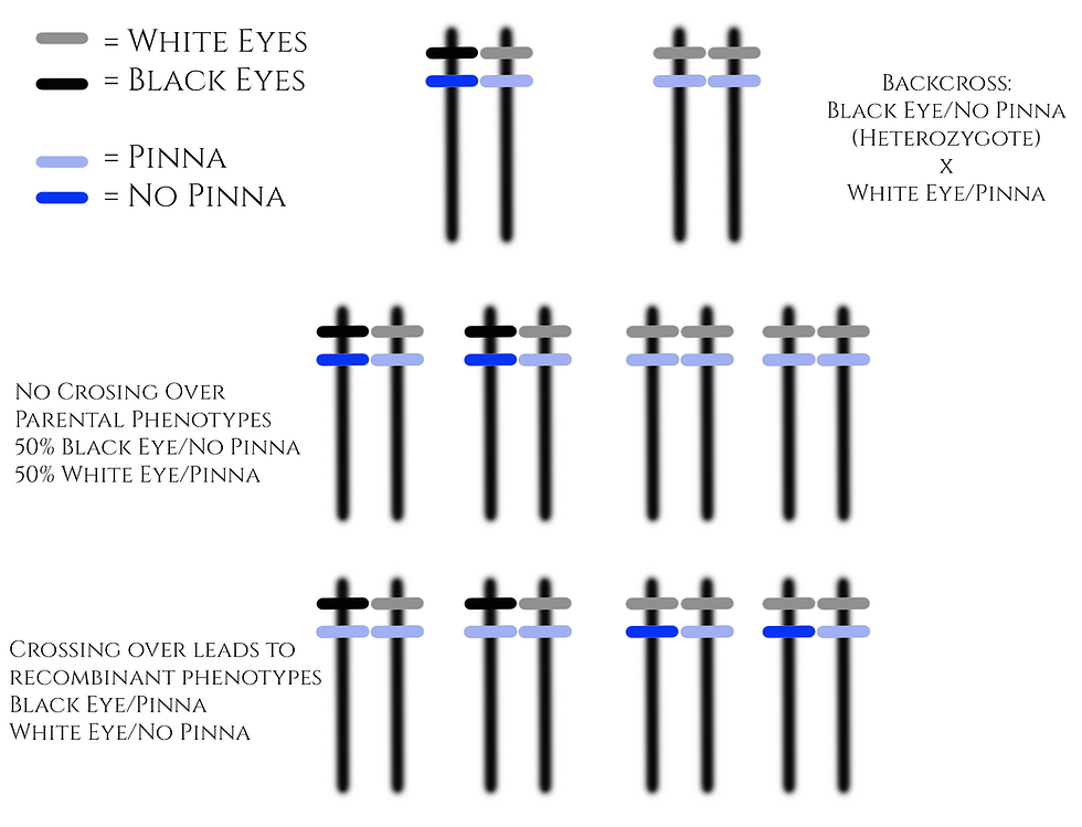 Diagram of chromosome combinations of a dihybrid linked gene cross