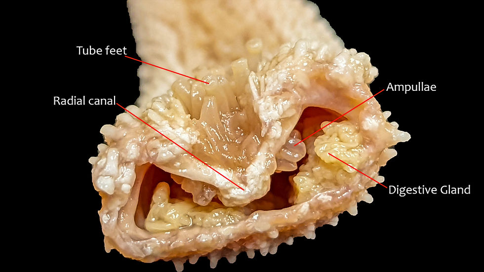 Female frog deep internal labeled pictures