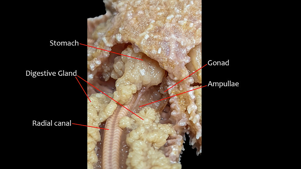 Internal superficial frog anatomy labeled picture