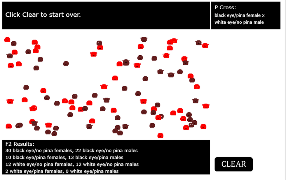 Sample results from a linked gene heredity simulation