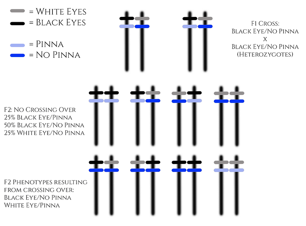 Diagram of possible chromosome combinations of F1 cross