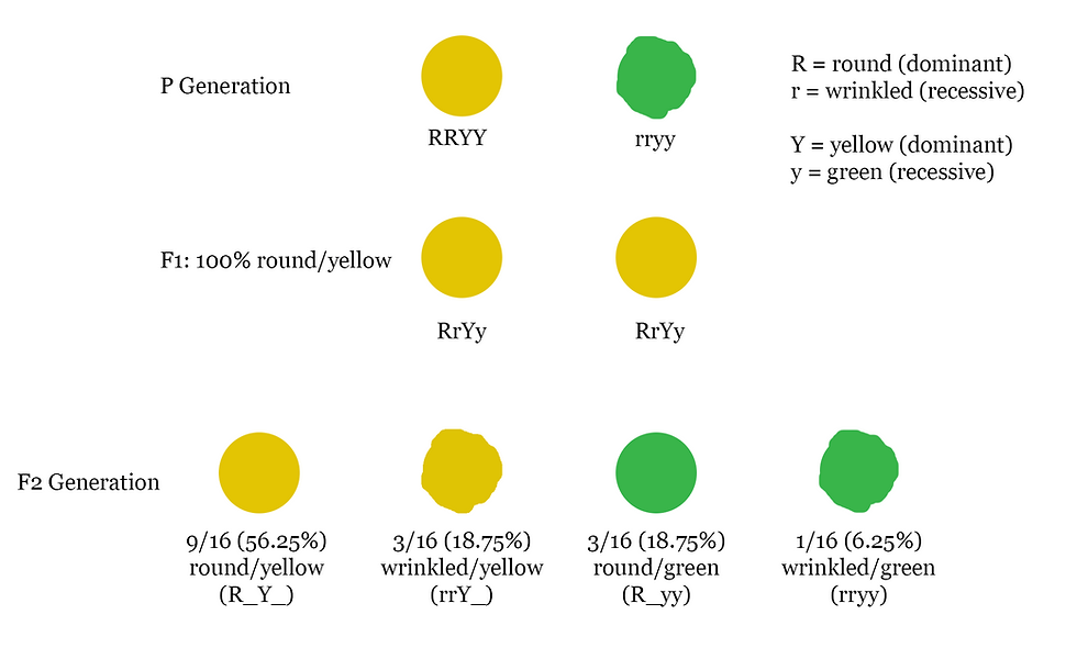 illustration of a dihybrid cross for seed shape and color, shows results of independent assortment.