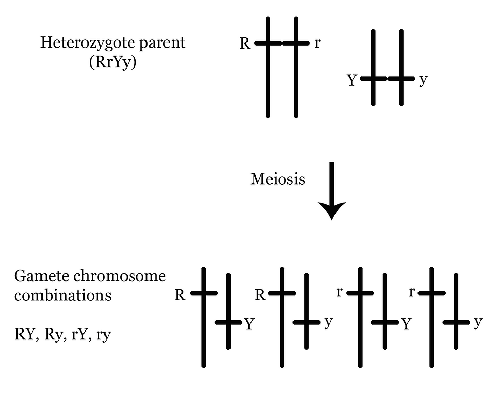 Gamete combination for a heterozygote parent in a dihybrid cross