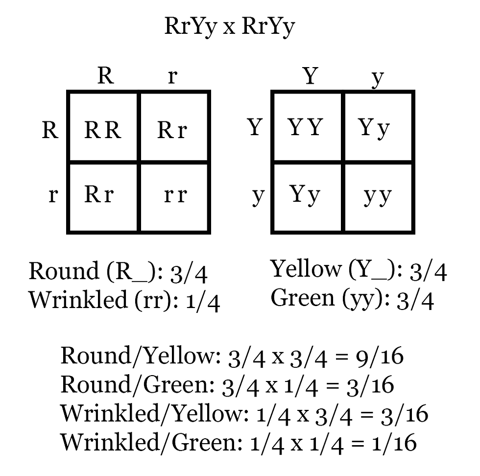 Punnett squares and combined probability calculations for a dihybrid cross