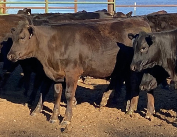 F1 Calves