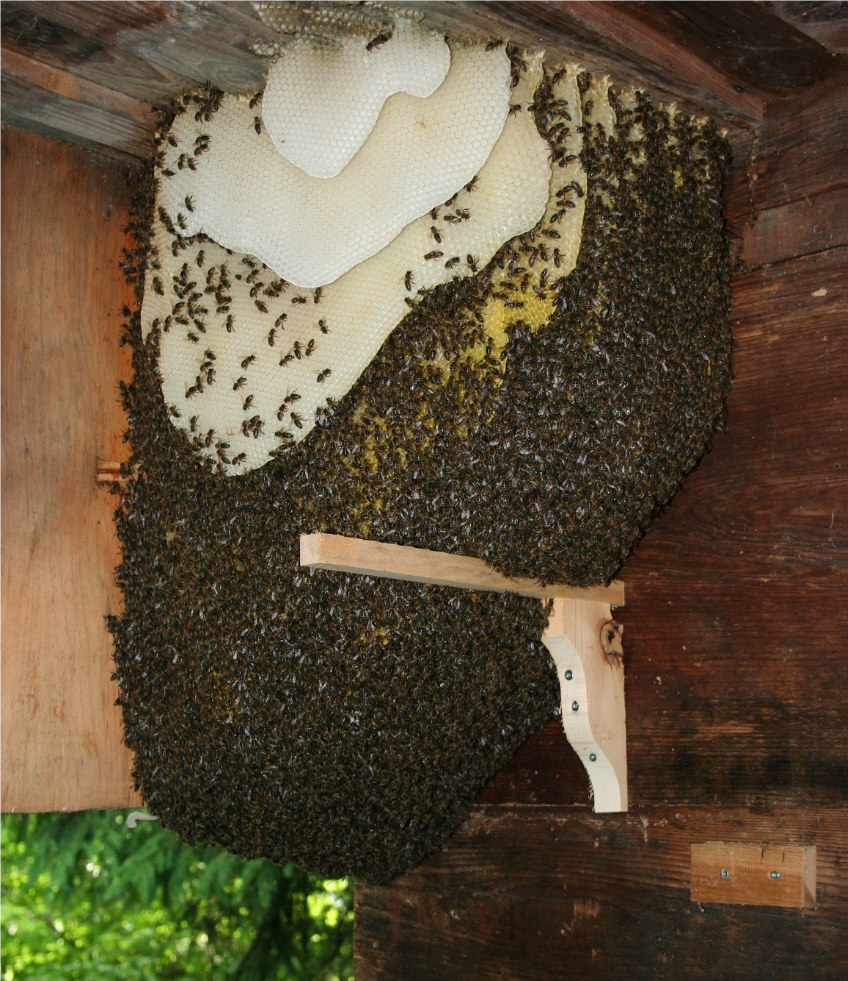 Ein guter Bienenplatz