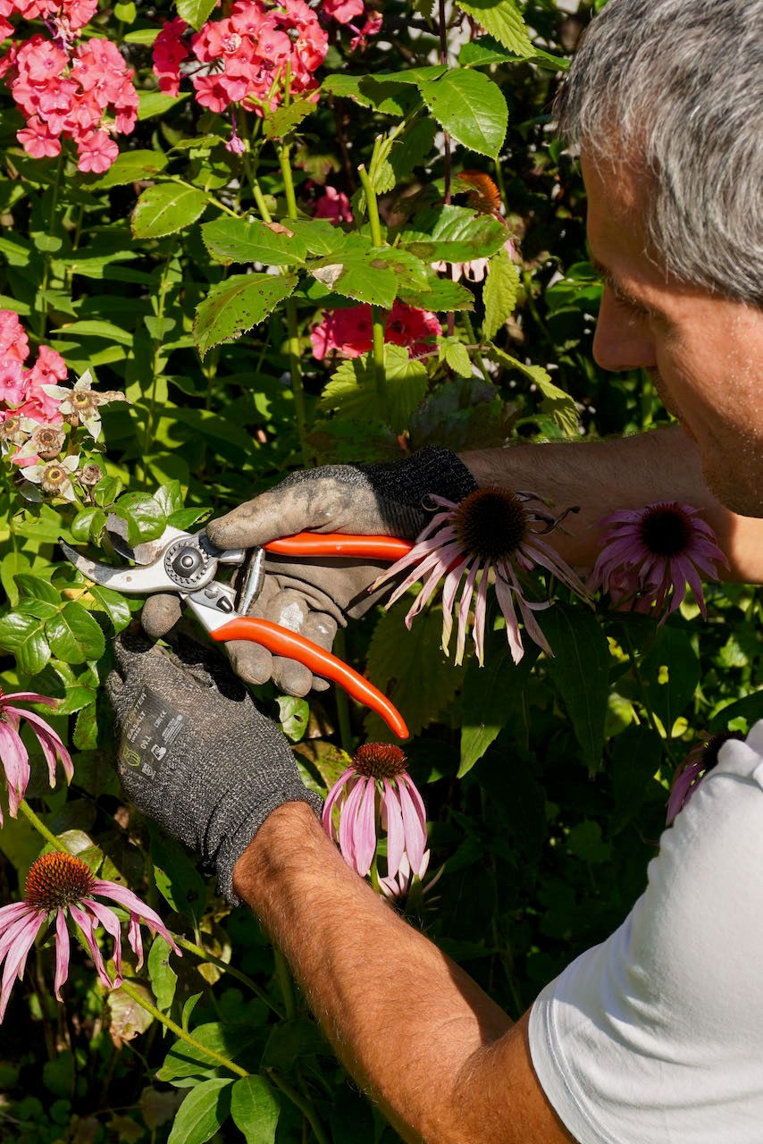 Alfred Zenz hält eine Gartenschere und beginnt Blumen zu schneiden