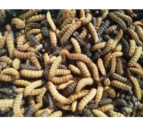 Black Soldier Fly 2.png