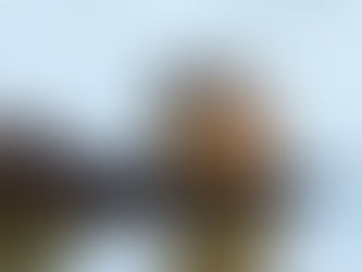 David Cook, 2023, Rakali, Flickr, https://www.flickr.com/photos/kookr/52957232190