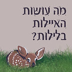 מה עושות האיילות בלילות?