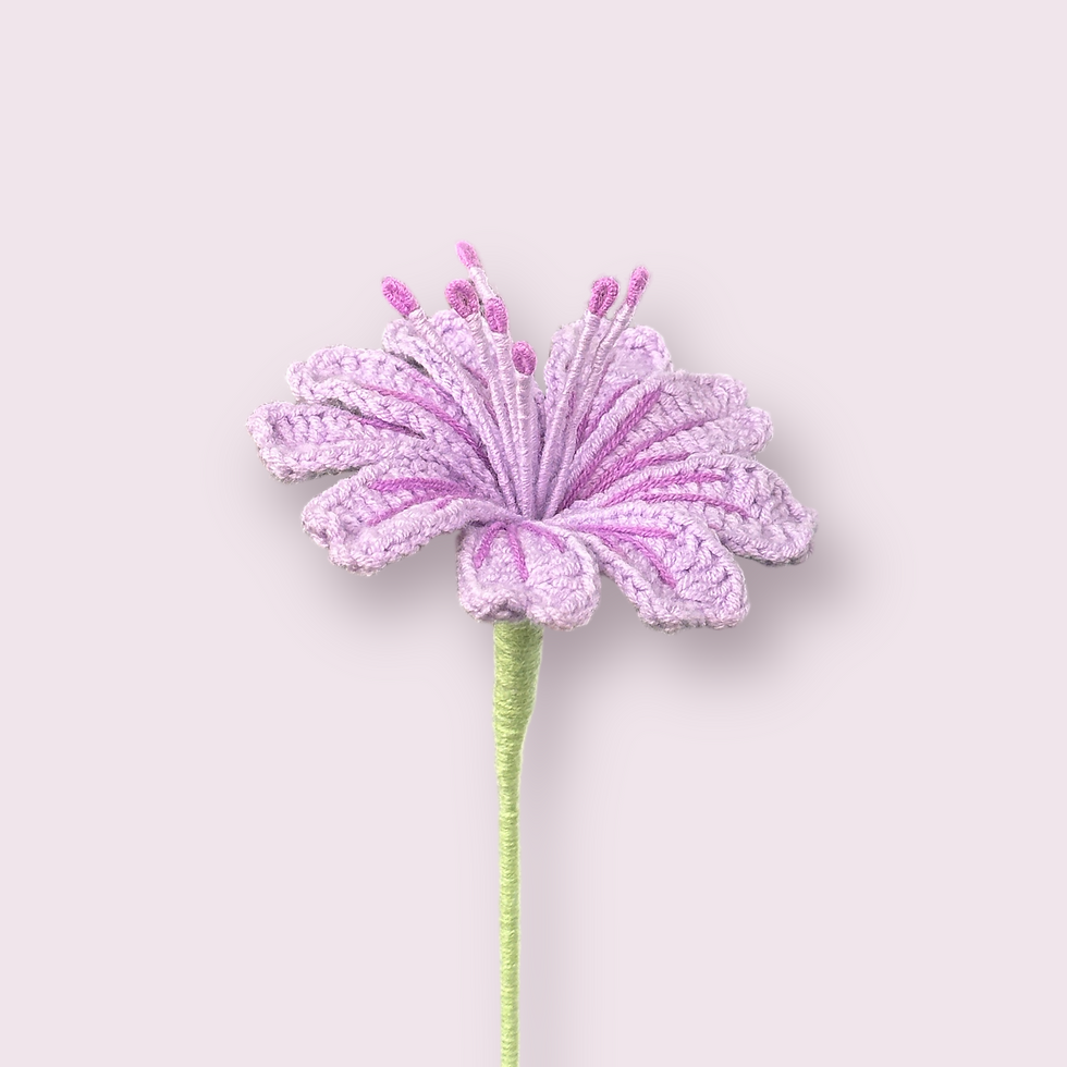 Thumbnail: Lewisia 露薇