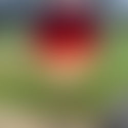 Call Me A Cab Lemonade Vodka Wine Cocktail