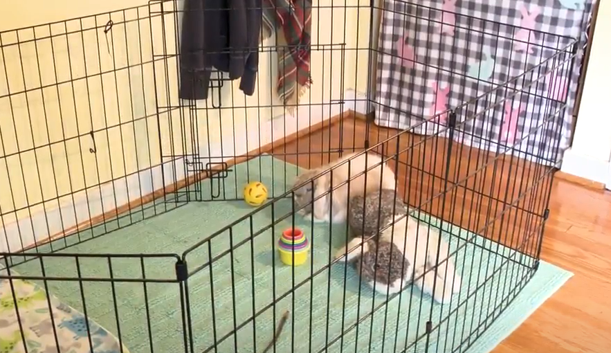 Responsible Pet Rabbit Ownership: A Reminder This Easer Season