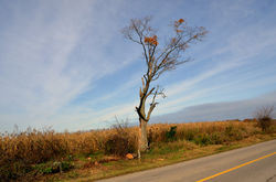 Lightning Tree